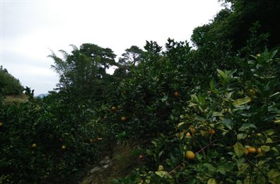 2010年種植.jpg